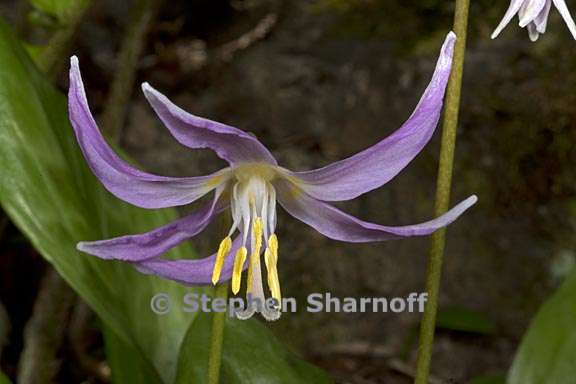 erythronium revolutum 8 graphic